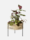 Audo Umanoff Planter - 13 inch
