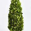 Napa Home & Garden Boxwood Cone Topiary Drop-in