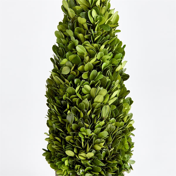 Napa Home & Garden Boxwood Cone Topiary Drop-in