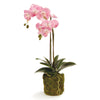 Napa Home & Garden Phalaenopsis Orchid Drop-In