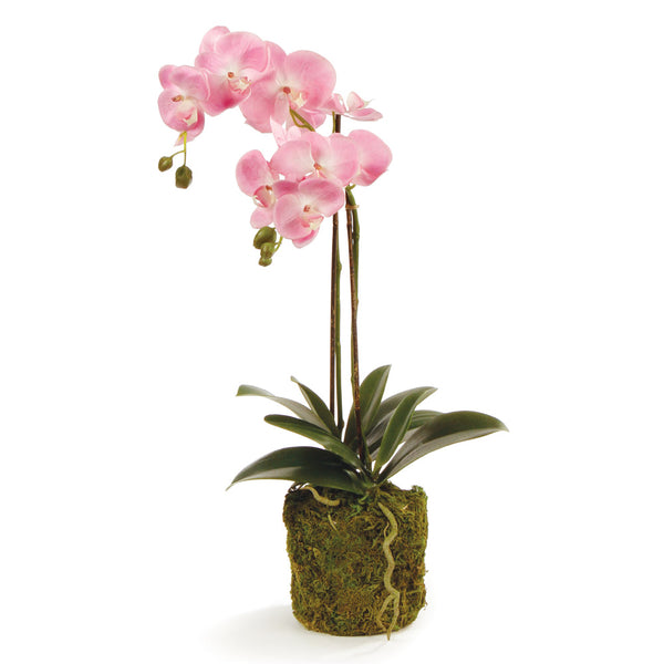 Napa Home & Garden Phalaenopsis Orchid Drop-In