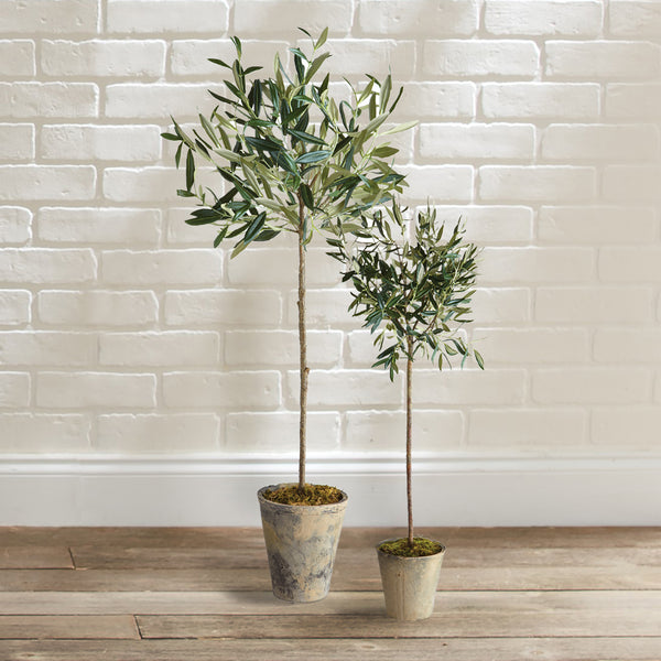 Napa Home & Garden Olive Tree Potted