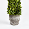 Napa Home & Garden Boxwood Cone Topiary Drop-in