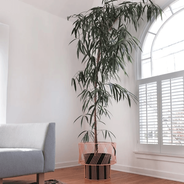Bend Plant Stand