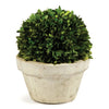 Napa Home & Garden Boxwood Ball - Large Pot