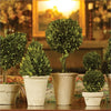Napa Home & Garden Boxwood Topiaries - Set of 8