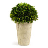 Napa Home & Garden Boxwood Three-Quarter Ball in Pot