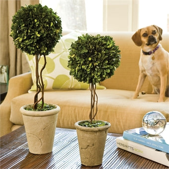 Napa Home & Garden Boxwood Single Sphere Topiary - 23.25"