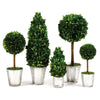 Napa Home & Garden Boxwood Topiaries in Glass - Set of 5