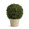 Napa Home & Garden Boxwood Ball in Pot