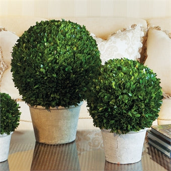 Napa Home & Garden Boxwood Ball in Pot