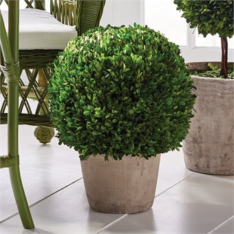 Napa Home & Garden Boxwood Ball in Pot