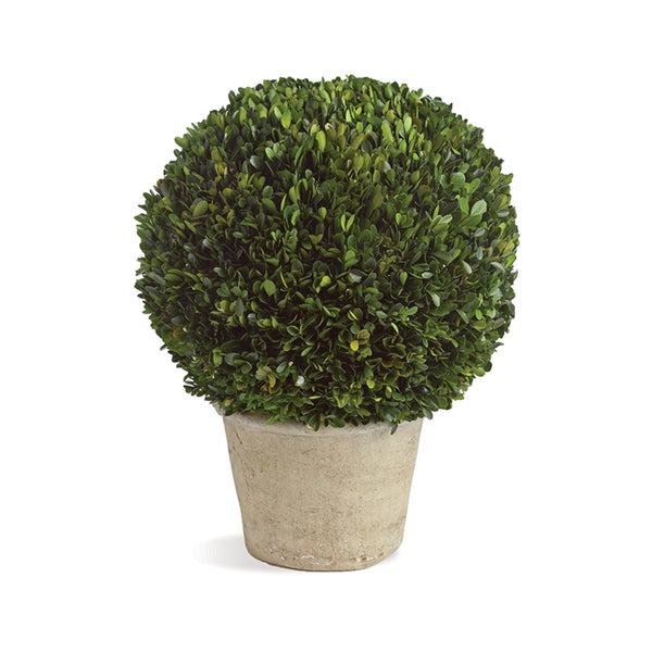 Napa Home & Garden Boxwood Ball in Pot