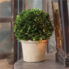 Napa Home & Garden Boxwood Ball in Pot
