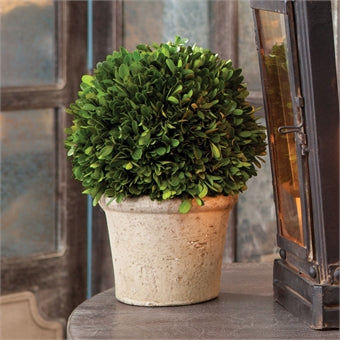 Napa Home & Garden Boxwood Ball in Pot