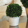 Napa Home & Garden Boxwood Ball in Pot