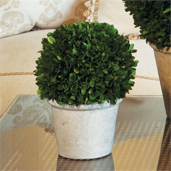 Napa Home & Garden Boxwood Ball in Pot
