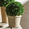 Napa Home & Garden Boxwood Ball in Pot