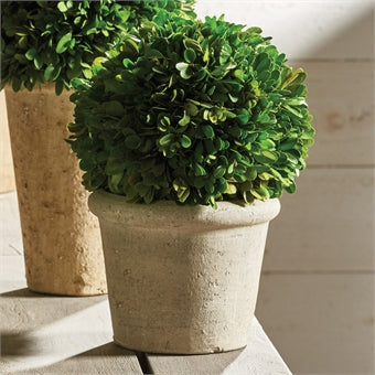 Napa Home & Garden Boxwood Ball in Pot