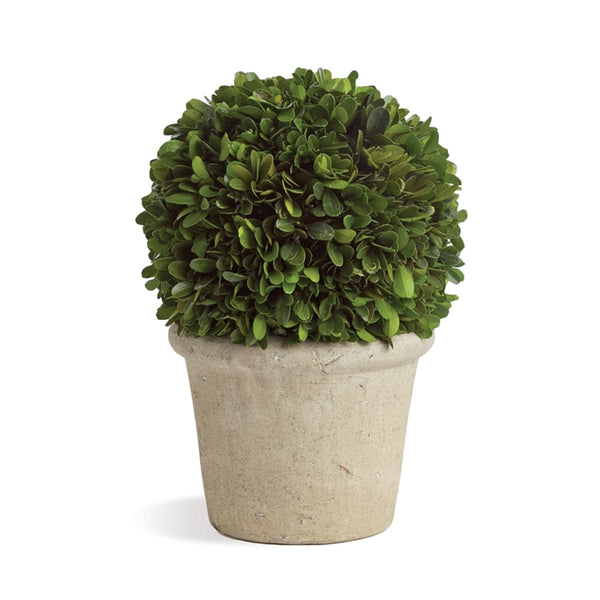 Napa Home & Garden Boxwood Ball in Pot