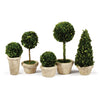 Napa Home & Garden Boxwood Topiaries in Pots - Set of 5
