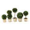 Napa Home & Garden Boxwood Mini Topiaries in Pots - Set of 5