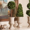 Napa Home & Garden Boxwood Cone Topiary in Urn