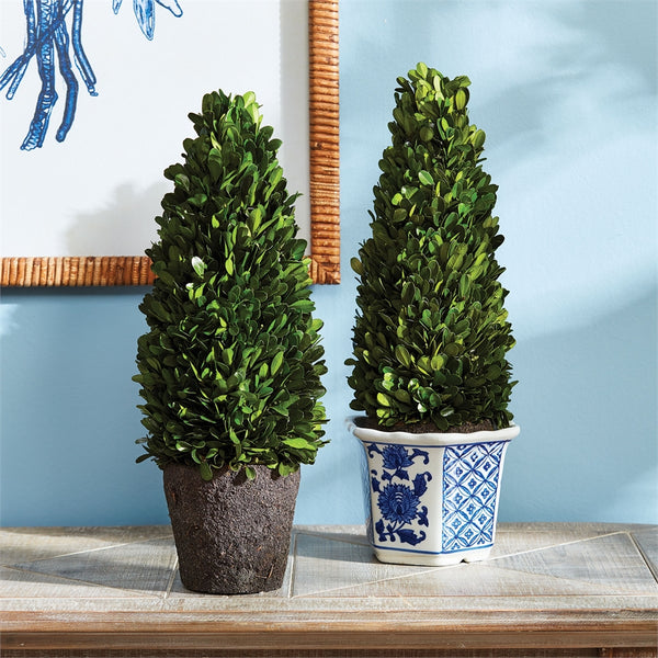 Napa Home & Garden Boxwood Cone Topiary Drop-in