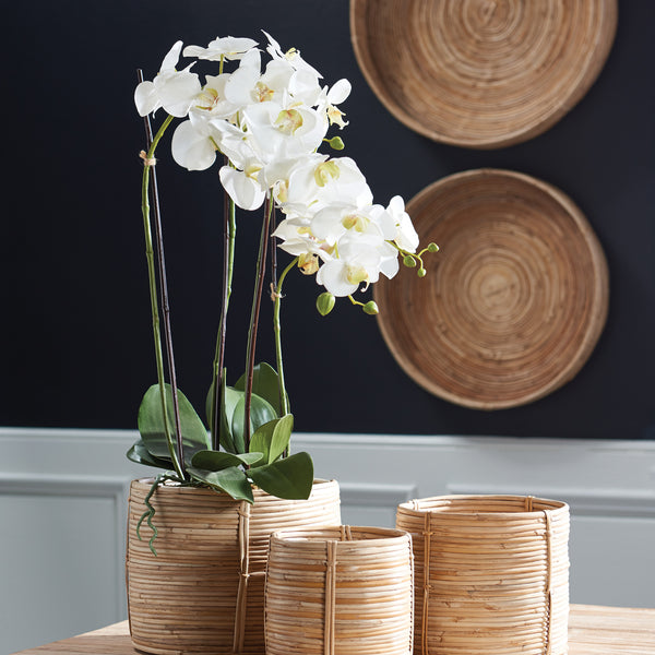 Napa Home & Garden Phalaenopsis Orchid Drop-In