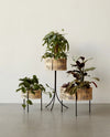 Audo Umanoff Planter - 11 inch