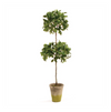 Napa Home & Garden Ficus Topiary in Pot