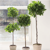 Napa Home & Garden Ficus Topiary in Pot