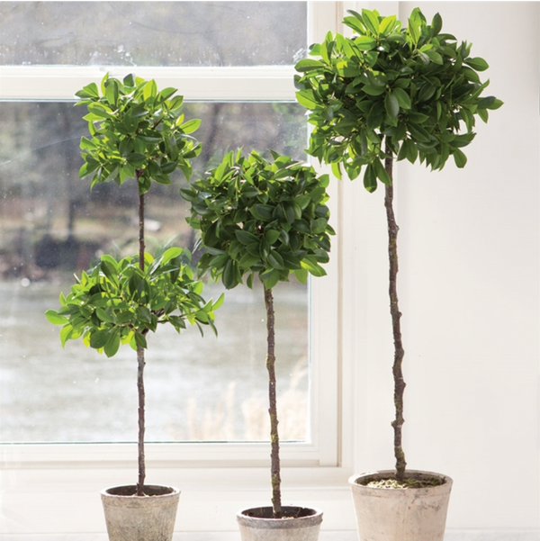 Napa Home & Garden Ficus Topiary in Pot