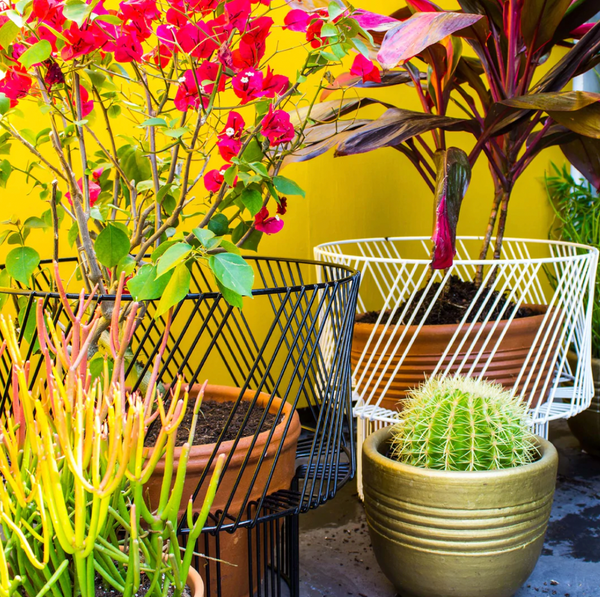 Bend Plant Stand