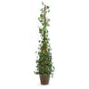Napa Home & Garden Potted Ivy Cone Topiary
