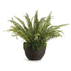 Napa Home & Garden Grand Boston Fern Drop-In