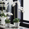 Napa Home & Garden Barclay Butera Phalaenopsis in Ceramic Pot