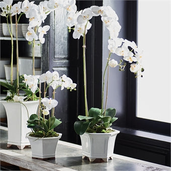 Napa Home & Garden Barclay Butera Phalaenopsis in Ceramic Pot