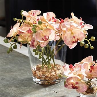 Napa Home & Garden Phalaenopsis in Vase