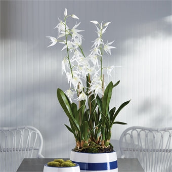 Napa Home & Garden Spider Orchid Drop-In