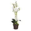 Napa Home & Garden Phalaenopsis X 2 Drop-In