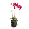 Napa Home & Garden Phalaenopsis X 2 Drop-In