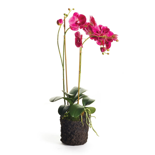 Napa Home & Garden Phalaenopsis X 2 Drop-In