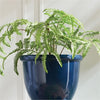 Napa Home & Garden Forest Fern Drop-In