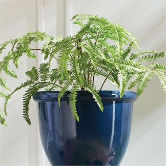 Napa Home & Garden Forest Fern Drop-In