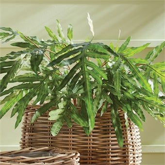 Napa Home & Garden Hare's Foot Potted Fern