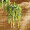 Napa Home & Garden Boston Hanging Fern