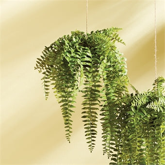 Napa Home & Garden Boston Hanging Fern