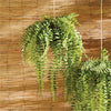 Napa Home & Garden Boston Hanging Fern