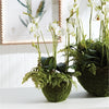 Napa Home & Garden Phalaenopsis & Fern Drop-In